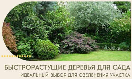 Быстрорастущие деревья для сада идеальный выбор в Пыти-Яхах