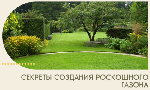 Секреты создания роскошного газона в Пыти-Яхах